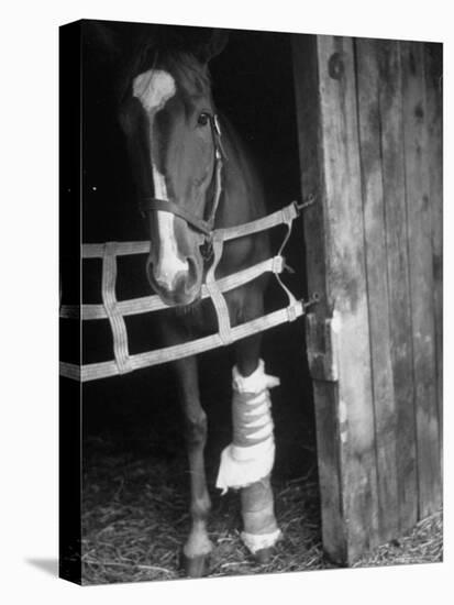 Horse Wearing Bandage Due to Bowed Tendon-Hank Walker-Premier Image Canvas