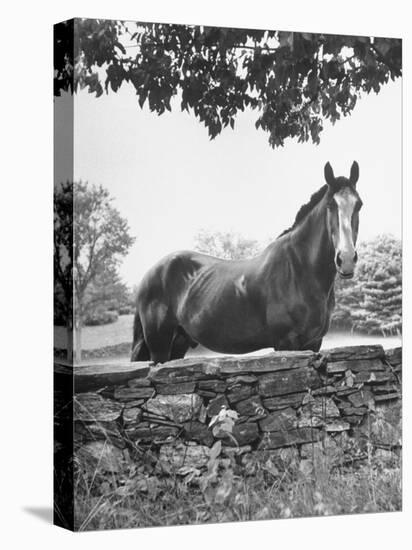 Horse with a White Nose, Standing Behind a Stone Fence-Yale Joel-Premier Image Canvas