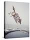 Horse with LBJ Banner Diving into the Water at Atlantic City-Art Rickerby-Premier Image Canvas