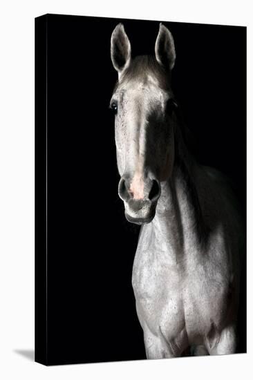 Horse-Fabio Petroni-Premier Image Canvas