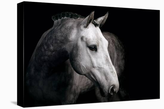 Horse-Fabio Petroni-Premier Image Canvas