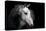 Horse-Fabio Petroni-Premier Image Canvas