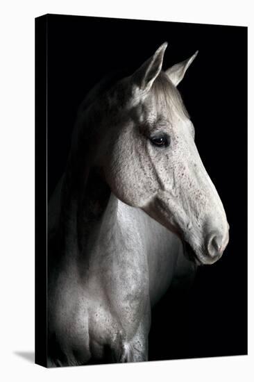 Horse-Fabio Petroni-Premier Image Canvas