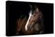 Horse-Fabio Petroni-Premier Image Canvas