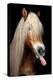 Horse-Fabio Petroni-Premier Image Canvas