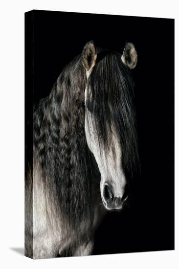 Horse-Fabio Petroni-Premier Image Canvas