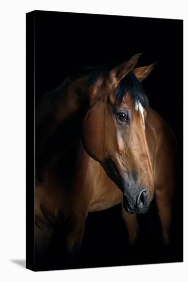 Horse-Fabio Petroni-Premier Image Canvas