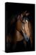 Horse-Fabio Petroni-Premier Image Canvas