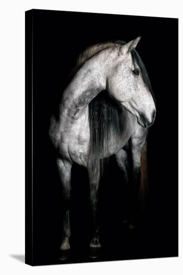 Horse-Fabio Petroni-Premier Image Canvas