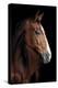 Horse-Fabio Petroni-Premier Image Canvas