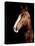 Horse-Fabio Petroni-Premier Image Canvas