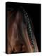 Horse-Fabio Petroni-Premier Image Canvas