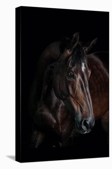 Horse-Fabio Petroni-Premier Image Canvas