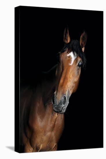 Horse-Fabio Petroni-Premier Image Canvas