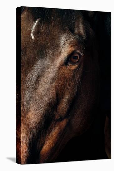 Horse-Fabio Petroni-Premier Image Canvas