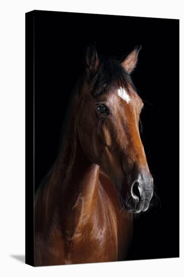 Horse-Fabio Petroni-Premier Image Canvas