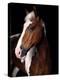 Horse-Fabio Petroni-Premier Image Canvas