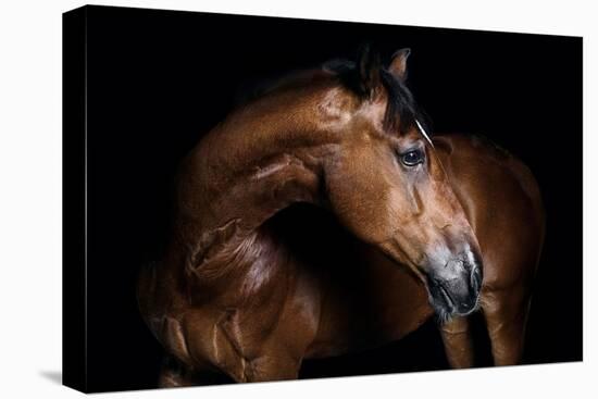 Horse-Fabio Petroni-Premier Image Canvas