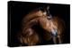 Horse-Fabio Petroni-Premier Image Canvas