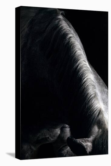 Horse-Fabio Petroni-Premier Image Canvas