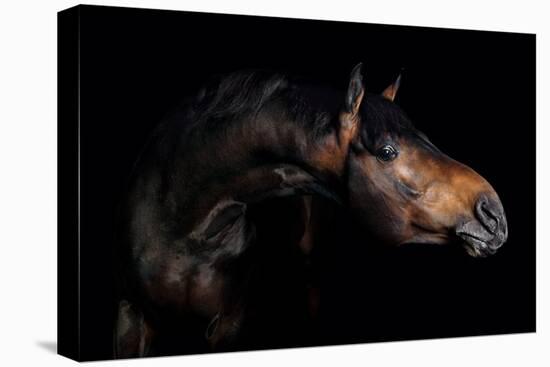 Horse-Fabio Petroni-Premier Image Canvas