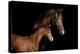 Horse-Fabio Petroni-Premier Image Canvas