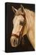 Horse-Nelly Arenas-Stretched Canvas