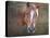 Horse-Mark Ashkenazi-Premier Image Canvas