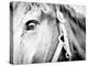 Horseback Riding I-Susan Bryant-Premier Image Canvas