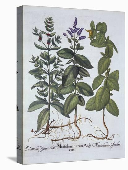 Horsemint and Spearmint, from 'Hortus Eystettensis', by Basil Besler (1561-1629), Pub. 1613 (Hand-C-German School-Premier Image Canvas