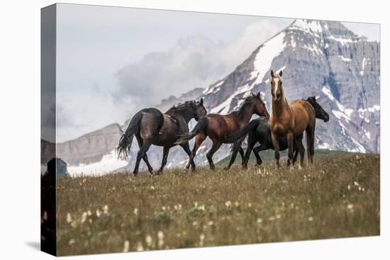 Horses Along the Rocky Mountain Front, Montana-Steven Gnam-Premier Image Canvas