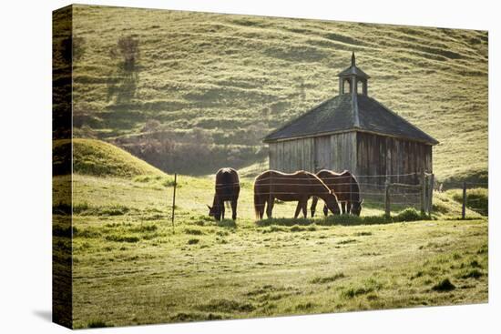 Horses and Old Barn, Olema, California, USA-Jaynes Gallery-Premier Image Canvas