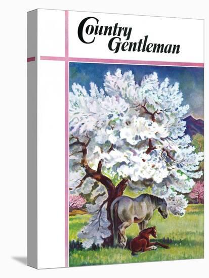 "Horses and Tree Blossoms," Country Gentleman Cover, May 1, 1940-Paul Bransom-Premier Image Canvas