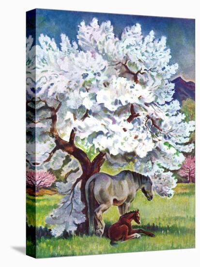 "Horses and Tree Blossoms,"May 1, 1940-Paul Bransom-Premier Image Canvas