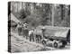 Horses are Used to Pull Large Tree Trunks on Railway Carriages in California-null-Premier Image Canvas