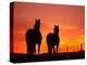 Horses at Sunset near Ranfurly, Maniototo, Central Otago-David Wall-Premier Image Canvas