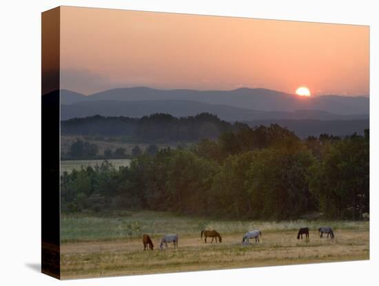 Horses Graze at Sunrise, Provence, France-Jim Zuckerman-Premier Image Canvas