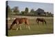 Horses Graze On Farmland In Rural Alabama-Carol Highsmith-Stretched Canvas