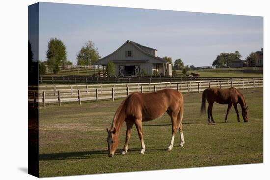 Horses Graze On Farmland In Rural Alabama-Carol Highsmith-Stretched Canvas
