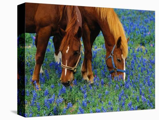 Horses Grazing Among Bluebonnets-Darrell Gulin-Premier Image Canvas
