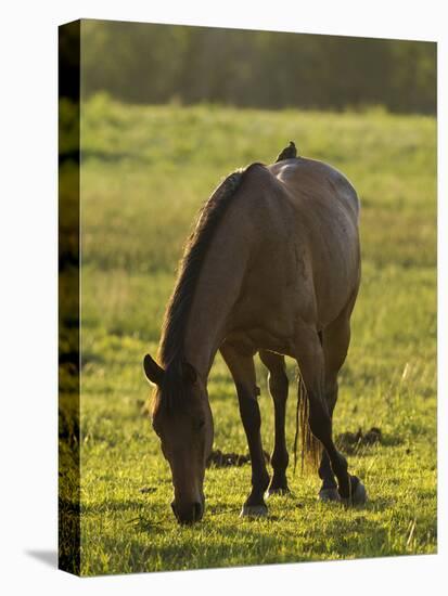 Horses Grazing before Sunset, Philmont Scout Ranch, Cimarron, New Mexico-Maresa Pryor-Premier Image Canvas