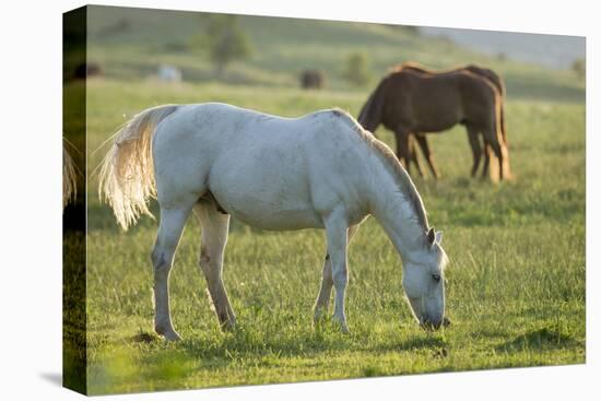 Horses Grazing before Sunset, Philmont Scout Ranch, Cimarron, New Mexico-Maresa Pryor-Premier Image Canvas