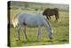 Horses Grazing before Sunset, Philmont Scout Ranch, Cimarron, New Mexico-Maresa Pryor-Premier Image Canvas