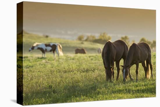 Horses Grazing before Sunset, Philmont Scout Ranch, Cimarron, New Mexico-Maresa Pryor-Premier Image Canvas