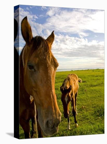 Horses Grazing in Field, Moorea, French Polynesia-Michele Westmorland-Premier Image Canvas