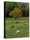 Horses Grazing in Meadow, Cades Cove, Great Smoky Mountains National Park, Tennessee, USA-Adam Jones-Premier Image Canvas