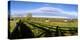 Horses grazing on paddock at horse farm, Lexington, Kentucky, USA-Panoramic Images-Premier Image Canvas