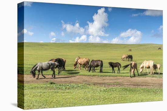 Horses grazing on the Mongolian steppe, South Hangay, Mongolia, Central Asia, Asia-Francesco Vaninetti-Premier Image Canvas