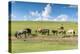 Horses grazing on the Mongolian steppe, South Hangay, Mongolia, Central Asia, Asia-Francesco Vaninetti-Premier Image Canvas