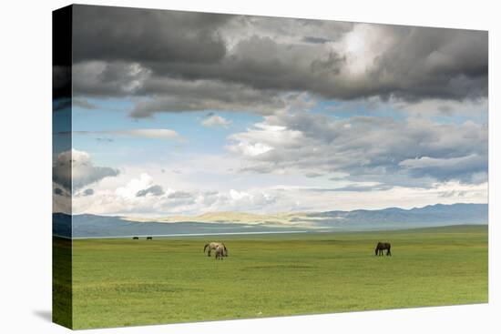 Horses grazing on the Mongolian steppe under a cloudy sky, South Hangay, Mongolia, Central Asia, As-Francesco Vaninetti-Premier Image Canvas